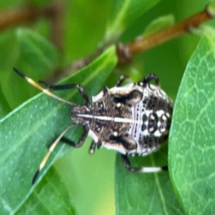 Oncocoris geniculatus at Braddon, ACT - 15 Mar 2024