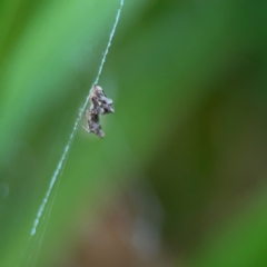 Philoponella congregabilis (Social house spider) at Braddon, ACT - 15 Mar 2024 by Hejor1