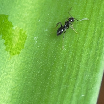 Technomyrmex sp. (genus) at Braddon, ACT - 15 Mar 2024 by Hejor1