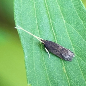 Lecithocera terrigena at Braddon, ACT - 15 Mar 2024