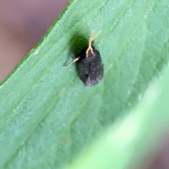 Lecithocera terrigena at Braddon, ACT - 15 Mar 2024