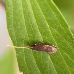 Lecithocera terrigena at Braddon, ACT - 15 Mar 2024