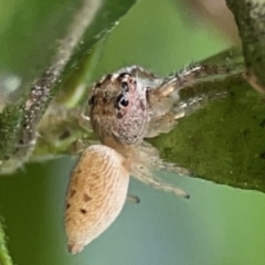 Opisthoncus grassator (Jumping spider) at Braddon, ACT - 15 Mar 2024 by Hejor1