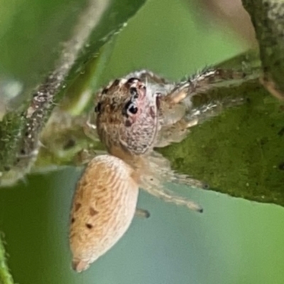 Opisthoncus grassator (Jumping spider) at Braddon, ACT - 15 Mar 2024 by Hejor1