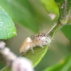 Opisthoncus grassator at Braddon, ACT - 15 Mar 2024