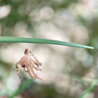 Sparassidae (family) (A Huntsman Spider) at Braddon, ACT - 15 Mar 2024 by Hejor1