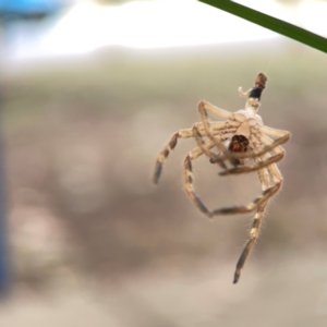 Sparassidae (family) at Braddon, ACT - 15 Mar 2024