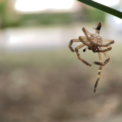 Sparassidae (family) at Braddon, ACT - 15 Mar 2024