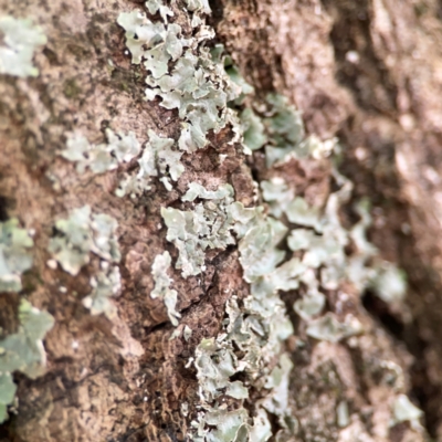 Unidentified Lichen at Braddon, ACT - 15 Mar 2024 by Hejor1