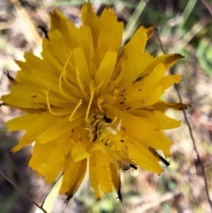 Heliocosma (genus - immature) at Franklin Grassland (FRA_5) - 28 Feb 2024