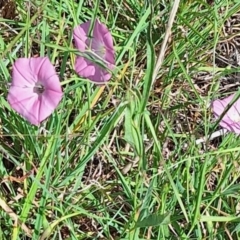 Apiformes (informal group) (Unidentified bee) at Budjan Galindji (Franklin Grassland) Reserve - 28 Feb 2024 by JenniM