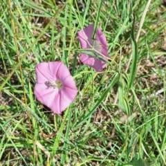 Apiformes (informal group) at Franklin Grassland (FRA_5) - 28 Feb 2024 11:16 AM