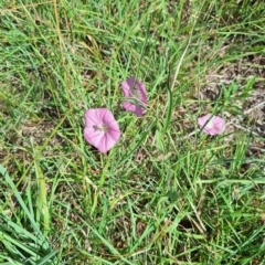 Apiformes (informal group) at Franklin Grassland (FRA_5) - 28 Feb 2024 11:16 AM