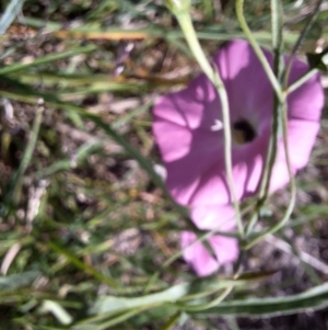 Apiformes (informal group) at Franklin Grassland (FRA_5) - 28 Feb 2024 11:16 AM