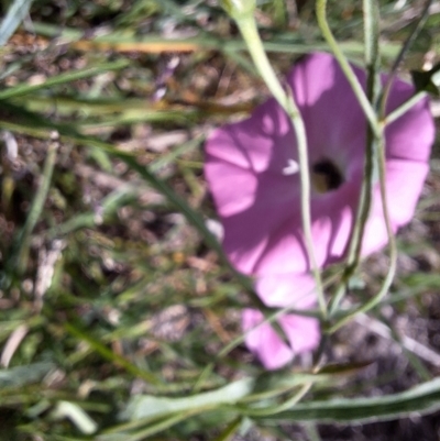 Apiformes (informal group) (Unidentified bee) at Franklin Grassland (FRA_5) - 28 Feb 2024 by JenniM