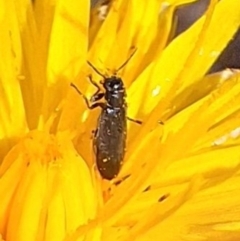 Dasytinae (subfamily) (Soft-winged flower beetle) at Farrer, ACT - 28 Feb 2024 by JenniM