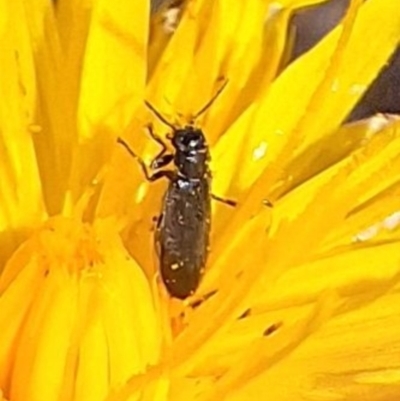 Dasytinae (subfamily) (Soft-winged flower beetle) at Farrer Ridge NR  (FAR) - 28 Feb 2024 by JenniM