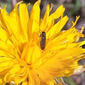 Dasytinae (subfamily) at Farrer Ridge NR  (FAR) - 28 Feb 2024