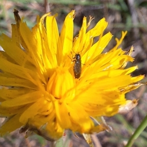 Dasytinae (subfamily) at Farrer Ridge NR  (FAR) - 28 Feb 2024