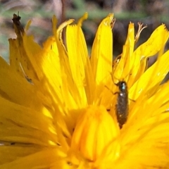 Dasytinae (subfamily) at Farrer Ridge NR  (FAR) - 28 Feb 2024