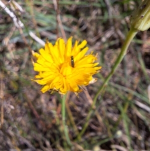 Dasytinae (subfamily) at Farrer Ridge NR  (FAR) - 28 Feb 2024