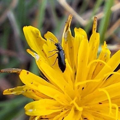 Dasytinae (subfamily) (Soft-winged flower beetle) at Franklin Grassland (FRA_5) - 28 Feb 2024 by JenniM
