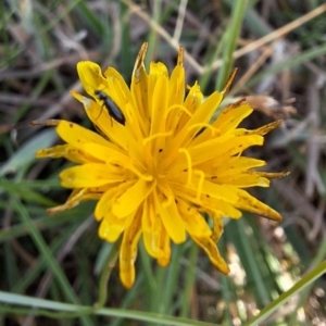 Dasytinae (subfamily) at Franklin Grassland (FRA_5) - 28 Feb 2024 11:24 AM