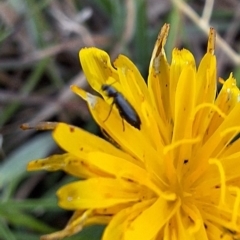 Dasytinae (subfamily) at Franklin Grassland (FRA_5) - 28 Feb 2024