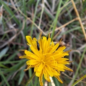 Dasytinae (subfamily) at Franklin Grassland (FRA_5) - 28 Feb 2024 11:24 AM