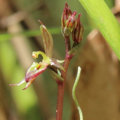 Unidentified Orchid at Bowral, NSW - 15 Mar 2024 by Snowflake