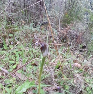 Pterostylis pedunculata at Tidbinbilla Nature Reserve - suppressed