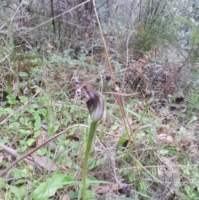 Pterostylis pedunculata (Maroonhood) at Paddys River, ACT - 22 Oct 2023 by Venture