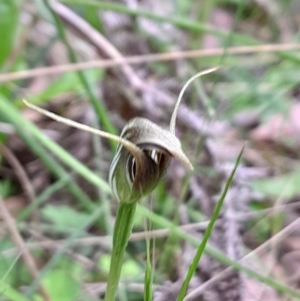 Pterostylis pedunculata at Tidbinbilla Nature Reserve - suppressed