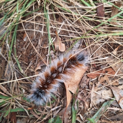 Anthela varia (Hairy Mary) at Queanbeyan West, NSW - 15 Mar 2024 by forest17178