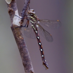 Austroaeschna pulchra at Namadgi National Park - 28 Feb 2024