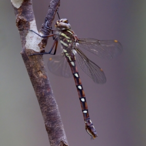 Austroaeschna pulchra at Namadgi National Park - 28 Feb 2024