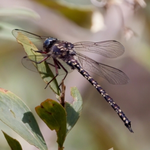 Austroaeschna multipunctata at Namadgi National Park - 28 Feb 2024