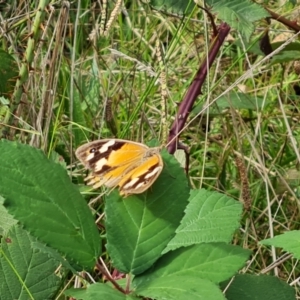 Heteronympha merope at Mount Mugga Mugga - 15 Mar 2024