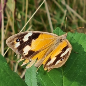 Heteronympha merope at Mount Mugga Mugga - 15 Mar 2024