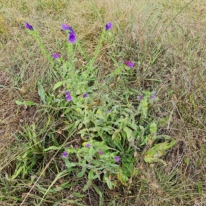 Echium plantagineum at Mount Mugga Mugga - 15 Mar 2024 04:33 PM