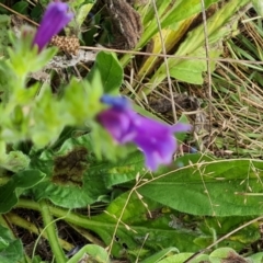 Echium plantagineum at Mount Mugga Mugga - 15 Mar 2024