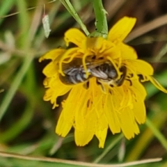 Apiformes (informal group) (Unidentified bee) at Mount Mugga Mugga - 15 Mar 2024 by Mike