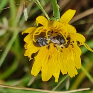 Apiformes (informal group) at Mount Mugga Mugga - 15 Mar 2024