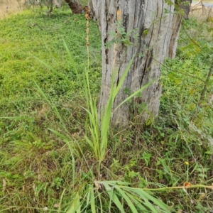 Gladiolus sp. at Isaacs Ridge and Nearby - 15 Mar 2024