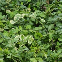 Vinca major (Blue Periwinkle) at Isaacs Ridge and Nearby - 15 Mar 2024 by Mike