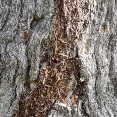 Papyrius sp. (genus) at Isaacs Ridge and Nearby - 15 Mar 2024