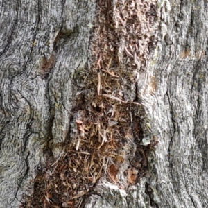 Papyrius sp. (genus) at Isaacs Ridge and Nearby - 15 Mar 2024