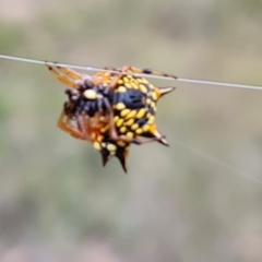 Austracantha minax (Christmas Spider, Jewel Spider) at Fadden, ACT - 15 Mar 2024 by Mike