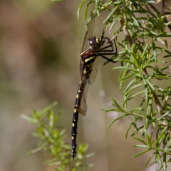 Synthemis eustalacta (Swamp Tigertail) at Gibraltar Pines - 28 Feb 2024 by KorinneM