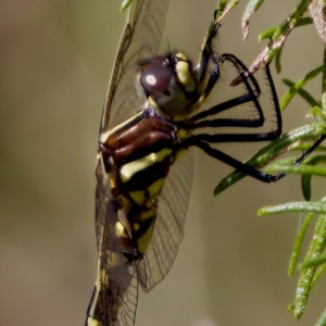 Synthemis eustalacta at Gibraltar Pines - 28 Feb 2024 03:12 PM